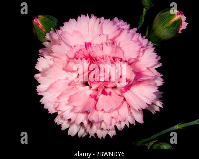 Dianthus plumarius 'Candy Floss' Banque D'Images