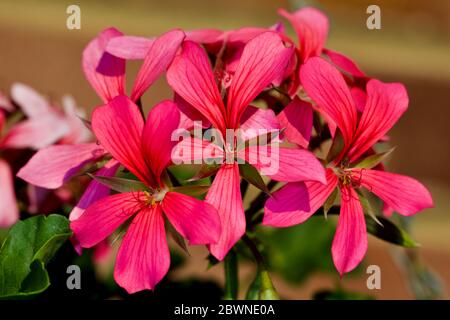 Géranium Ivy pelargonium peltatum 'Cascade Sofie' Banque D'Images