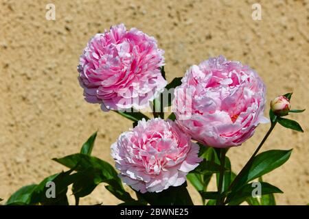 Paeonia lactiflora ‘Sarah Bernhardt’ Banque D'Images