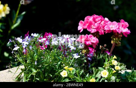 Géranium rose compact avec oeil 'Rosita' planté avec un Lobelia Techno Up Blue Delft Banque D'Images