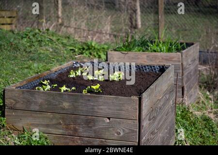 Jeunes plants de laitue dans un lit surélevé en bois abîmé, culture végétale dans un jardin rural, espace de copie, foyer choisi, profondeur étroite Banque D'Images