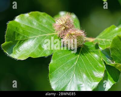 Jeunes feuilles de hêtre, Fagus sylvatica, avec noix de hêtre Banque D'Images