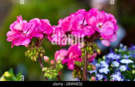 Géranium rose compact avec oeil 'Rosita' planté avec un Lobelia Techno Up Blue Delft Banque D'Images