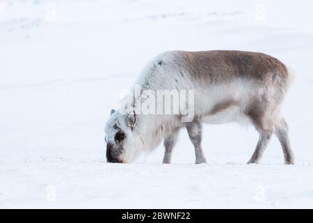 Renne Svalbard à la recherche de nourriture dans la neige Banque D'Images