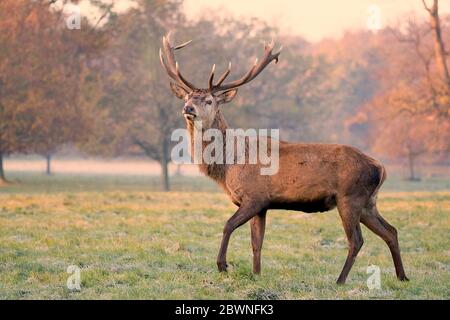 Red Deer Stag Banque D'Images