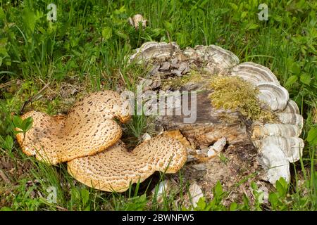 Gros plan d'un champignon basidiomycète et de trametes sur une souche d'arbre aussi appelée Polyporus squamosus, selle de Dryad, champignon du dos de Pheasant ou S Banque D'Images