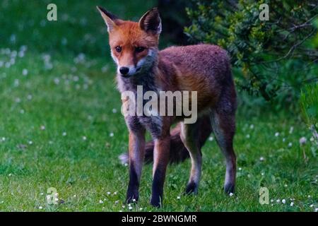 Renard urbain dans le jardin privé de Portchester Hampshire Royaume-Uni Banque D'Images