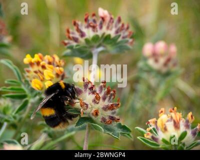 Bumblebee à queue de chamboulé (Bombus terrestris) sur des fleurs sur des dunes de sable, Padstow, Cornwall, Royaume-Uni Banque D'Images