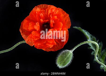 Coquelicots rouges isolés sur fond noir. Fleur sauvage de printemps. Arrière-plan du jour du souvenir Banque D'Images