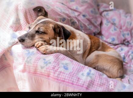 vue latérale. Le chien peut dormir sur l'accoudoir d'une chaise dans le jardin, sous une moustiquaire Banque D'Images