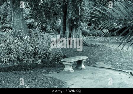 Un banc dans un parc tropical. Photo de style vintage. Banque D'Images