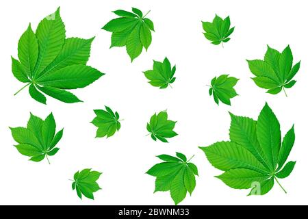 Cadre avec espace de copie pour la bannière de modèle de conception à partir de feuilles de châtaignier vertes isolées sur un fond blanc Banque D'Images