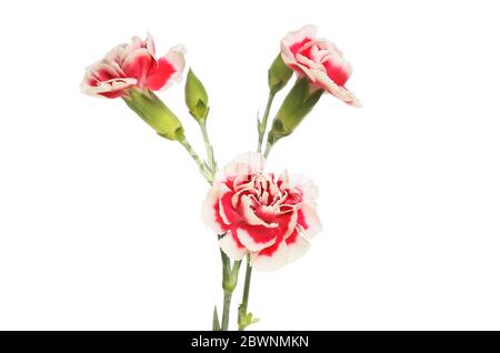 Fleurs et bourgeons rouge et blanc en aérosol de la carnation isolés contre du blanc Banque D'Images