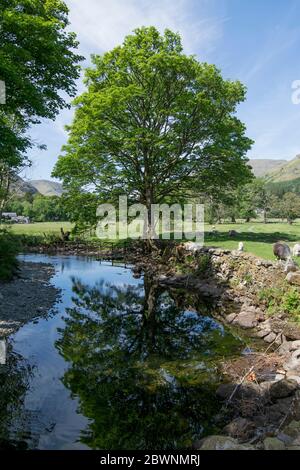 Réflexion d'un arbre dans le cours d'eau lent près de Grasmere dans le district du lac Banque D'Images