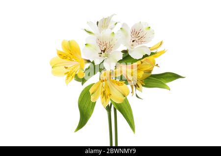 Fleurs d'alstroemeria blanches et jaunes et feuillage isolés contre le blanc Banque D'Images