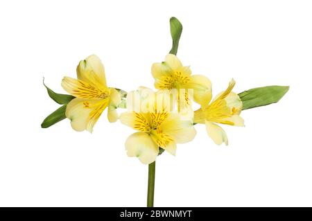 L'alstroemeria jaune fleurs et feuillage isolés contre white Banque D'Images