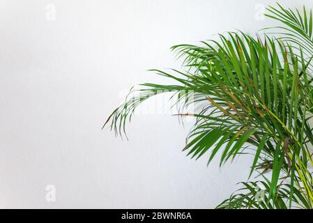 Areca Palm, Chrysalidocarpus lutescens dans une salle blanche pâle avec espace de copie Banque D'Images