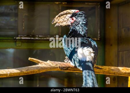 Portrait d'un oiseau de charme trumpeter provenant du dos, espèce animale tropicale d'Afrique Banque D'Images