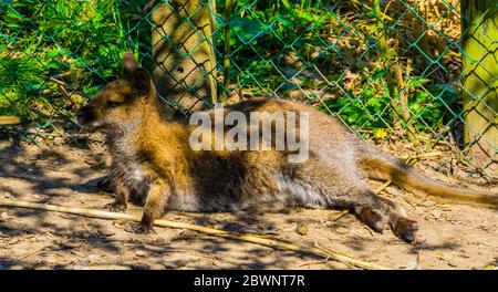 Portrait d'un wallaby de bennett posé sur le sol, espèce de kangourou tropicale d'Australie Banque D'Images