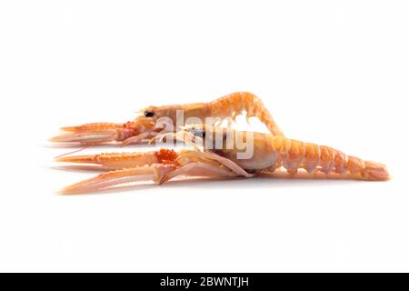 Scampi frais deux également appelé ou Langoustine Langoustine, mer coûteux isolé sur un fond blanc, copie, espace de discussion sélectionné Banque D'Images