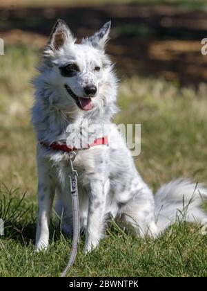 Chien de bétail et chien de race croisée Border Collie assis Banque D'Images