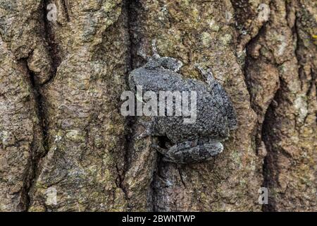 La grenouille grise mâle, Dryophytes versicolor, dans son habitat naturel forestier dans le centre du Michigan, aux États-Unis Banque D'Images