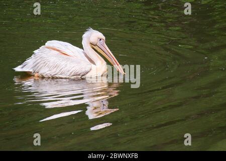 Le pélican dalmatien (Pelecanus crispus) flotte avec son bec dans la rivière Banque D'Images