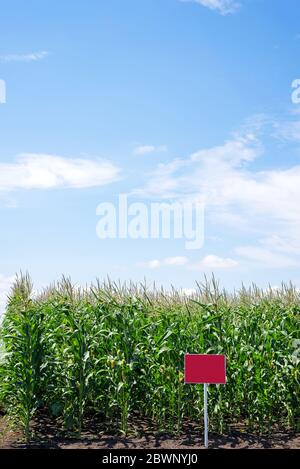 Gros plan champ de maïs dans la campagne. Beaucoup de jeunes maïs cultivés pour la vente. Copier l'espace Banque D'Images