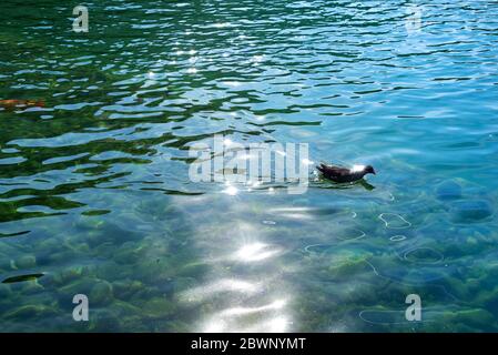 Avec le canard canetons première fois dans l'eau sur le lac à l'été Banque D'Images