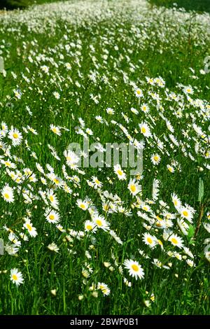 Les pâquerettes d'Oxeye fleurissent sur les bords du champ près de Hampden House, Bucks Banque D'Images