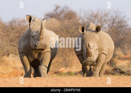 Deux rhinocéros blancs adultes se tenant ensemble dans le parc Kruger en Afrique du Sud Banque D'Images