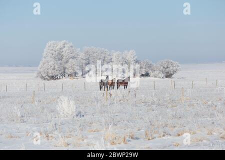 image horizontale de trois beaux chevaux debout dans un pâturage couvert de neige derrière la clôture avec un renard rouge qui se cache à distance dans le fond. Banque D'Images