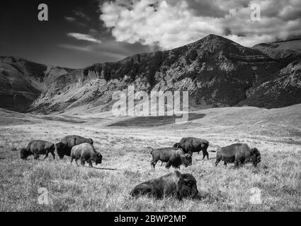 image horizontale en noir et blanc d'un troupeau de buffles qui se balade et qui broutage dans les plaines à côté des montagnes Banque D'Images