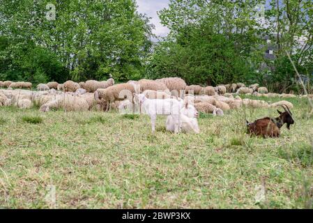 Moutons et chèvres sur la pelouse. Banque D'Images