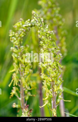 Orchidée à lame commune - Neottia ovata deux pointes de fleurs dans l'herbe Banque D'Images