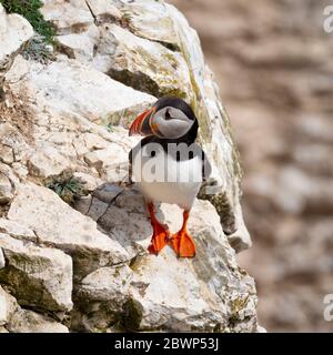 Les macareux sur une falaise à Flamborough Nature Reserve, au Royaume-Uni. Banque D'Images