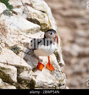 Les macareux sur une falaise à Flamborough Nature Reserve, au Royaume-Uni. Banque D'Images