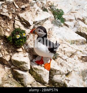 Les macareux sur une falaise à Flamborough Nature Reserve, au Royaume-Uni. Banque D'Images