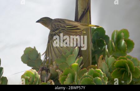 Femme tisserand Village (Poceus cuccullatus) volant dans un jardin urbain à Dakar, Sénégal Banque D'Images