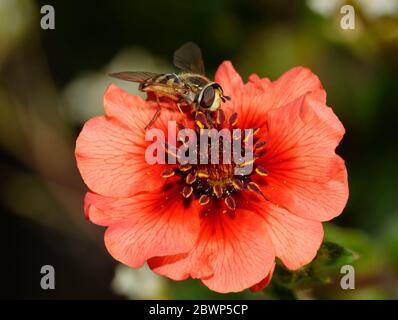 Hoverfly - Eupedes corollae alimentation femelle au Népal Cinquefoil fleur - Potentilla nepalensis Banque D'Images