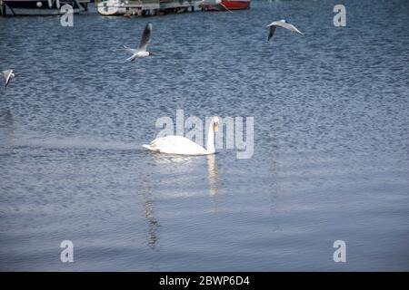 Un joli cygne muet nageant sur Lough Neagh autour de la marina de Kinnego à la recherche de nourriture Banque D'Images