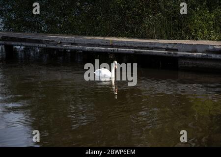 Un joli cygne muet nageant sur Lough Neagh autour de la marina de Kinnego à la recherche de nourriture Banque D'Images