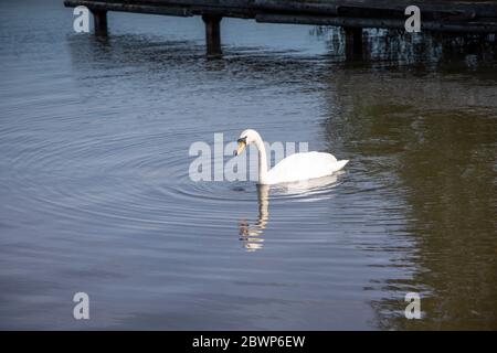 Un joli cygne muet nageant sur Lough Neagh autour de la marina de Kinnego à la recherche de nourriture Banque D'Images