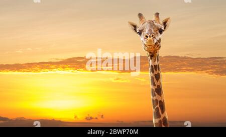 Girafe en gros plan avec des spots en forme de cœur et le lever ou le coucher du soleil d'Afrique dorée. Concept d'Afrique de l'amour. Banque D'Images