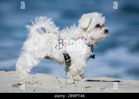 Un petit animal de compagnie debout sur le sable de la plage. Banque D'Images