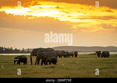 Troupeau d'éléphants d'Afrique qui broutent ensemble à Amboseli, Kenya, Afrique au coucher du soleil Banque D'Images