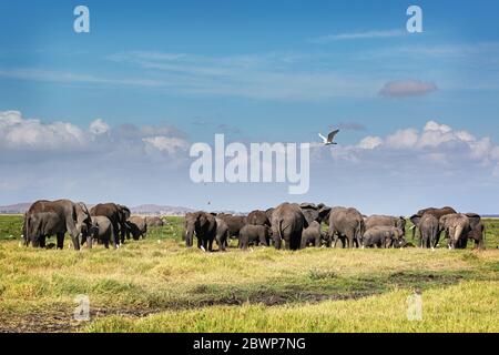 Un grand troupeau d'éléphants africains paître sur l'herbe sur le paysage ouvert d'Amboseli, Kenya Afrique Banque D'Images