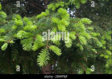 Picea abies épinette européenne ou épinette de Norvège Banque D'Images