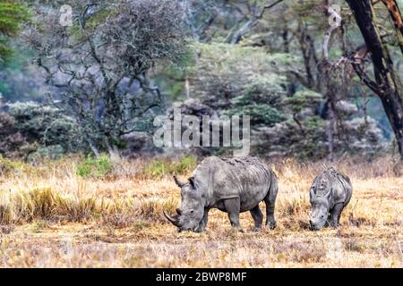 Rhinocéros blancs de mère et de veau au lac Nakuru, Kenya en Afrique Banque D'Images