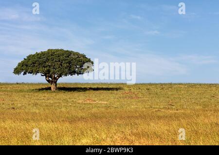 Arbre simple avec large parapluie et ombre en dessous dans le champ ouvert au Kenya, Afrique Banque D'Images